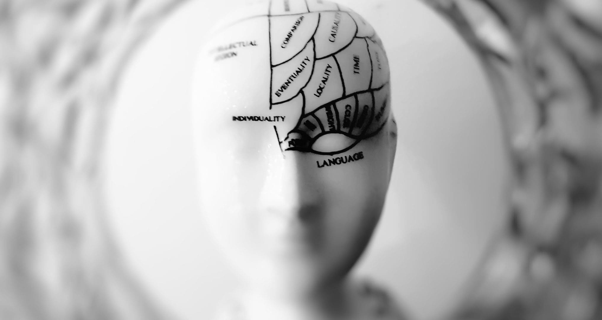 brain sections marked on a statue
