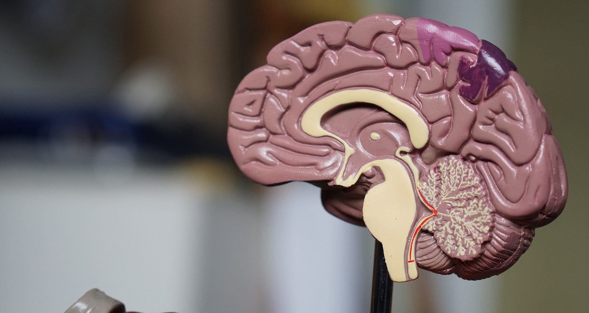 brain mold cut in half